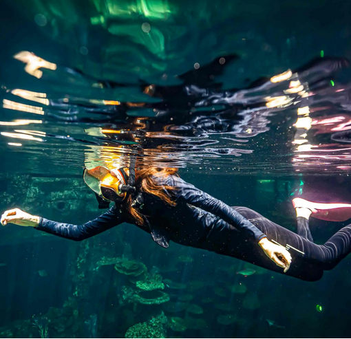 Read online about what exactly express dive means | DEDEPU